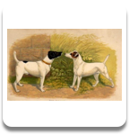 WEB-The Fox Terrier